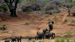 elephant-herd.jpg